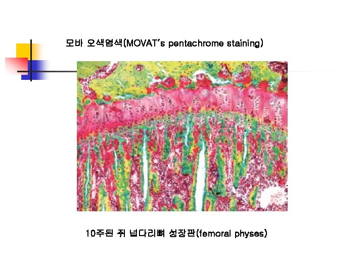 모바 오색염색(MOVAT’s pentachrome staining) 10주된 쥐 넙다리뼈 성장판(femoral physes) 