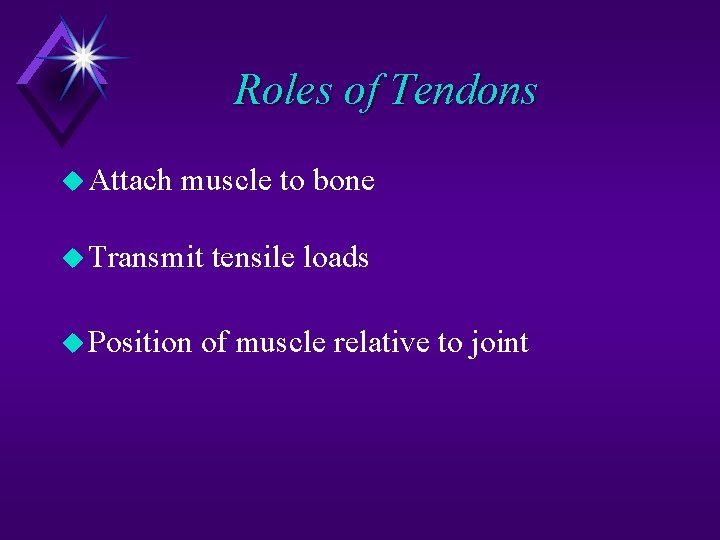 Roles of Tendons u Attach muscle to bone u Transmit u Position tensile loads