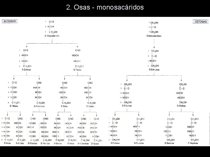 2. Osas - monosacáridos 2. Osas - monosacáridos