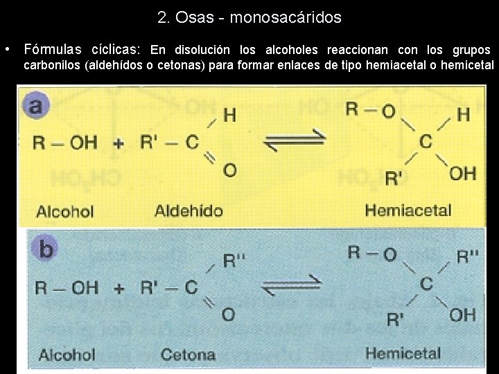 2. Osas - monosacáridos • Fórmulas cíclicas: En disolución los alcoholes reaccionan con los 2. Osas - monosacáridos • Fórmulas cíclicas: En disolución los alcoholes reaccionan con los