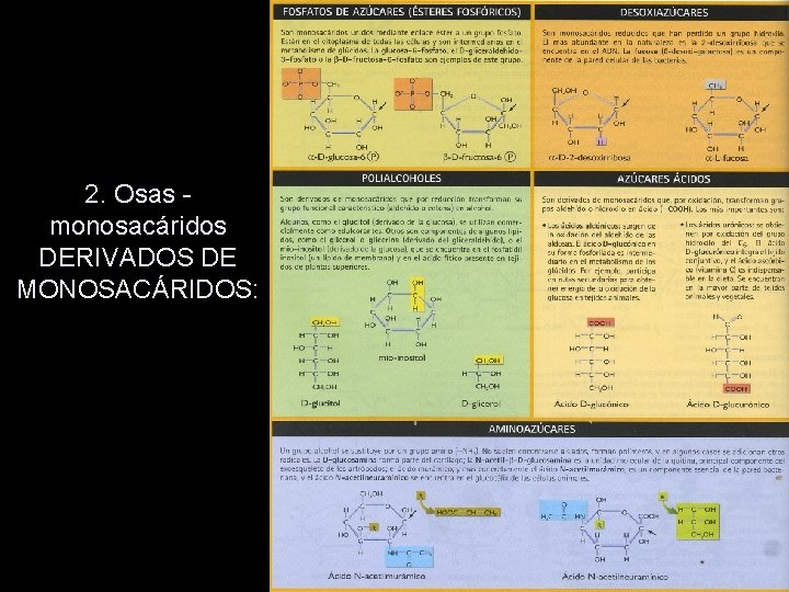 2. Osas monosacáridos DERIVADOS DE MONOSACÁRIDOS: 2. Osas monosacáridos DERIVADOS DE MONOSACÁRIDOS: