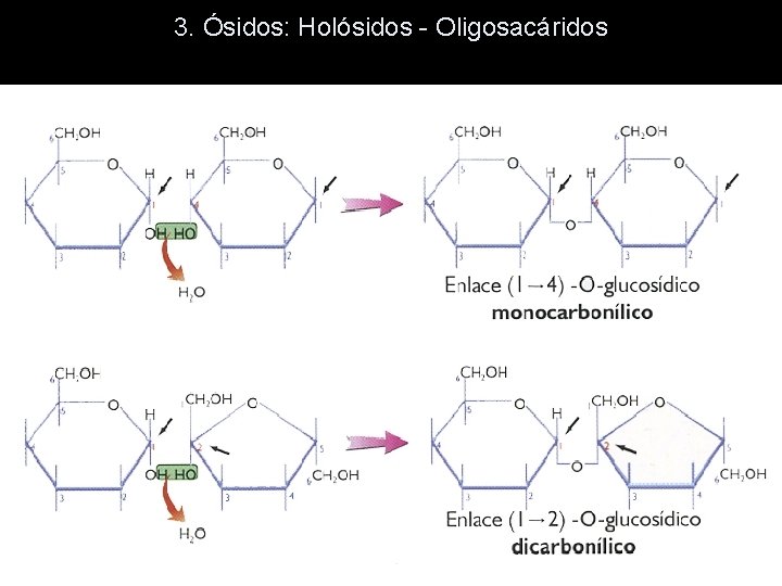 3. Ósidos: Holósidos - Oligosacáridos 3. Ósidos: Holósidos - Oligosacáridos