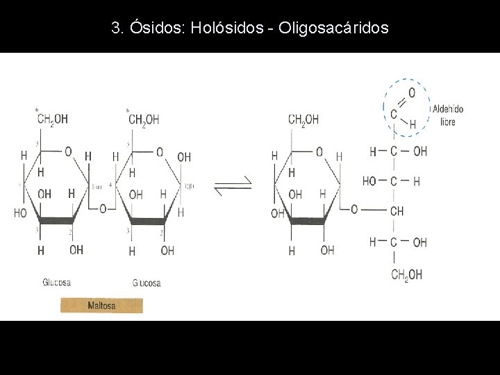 3. Ósidos: Holósidos - Oligosacáridos 3. Ósidos: Holósidos - Oligosacáridos