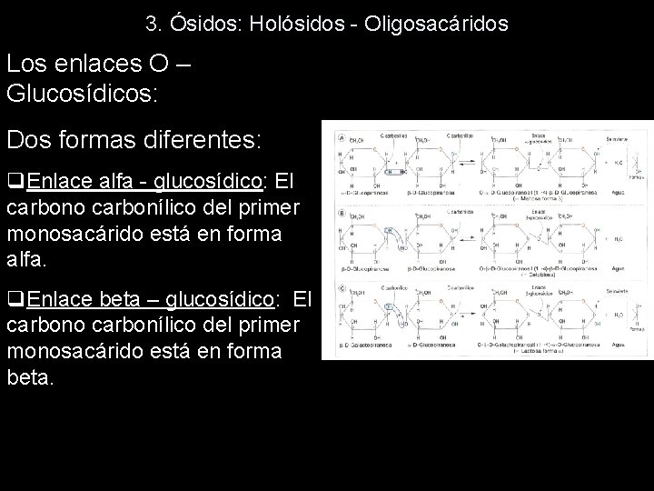 3. Ósidos: Holósidos - Oligosacáridos Los enlaces O – Glucosídicos: Dos formas diferentes: q. 3. Ósidos: Holósidos - Oligosacáridos Los enlaces O – Glucosídicos: Dos formas diferentes: q.