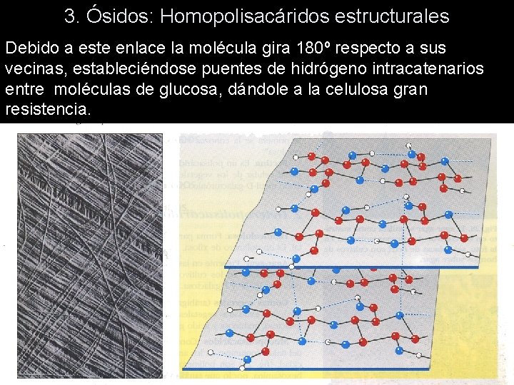 3. Ósidos: Homopolisacáridos estructurales Debido a este enlace la molécula gira 180º respecto a 3. Ósidos: Homopolisacáridos estructurales Debido a este enlace la molécula gira 180º respecto a
