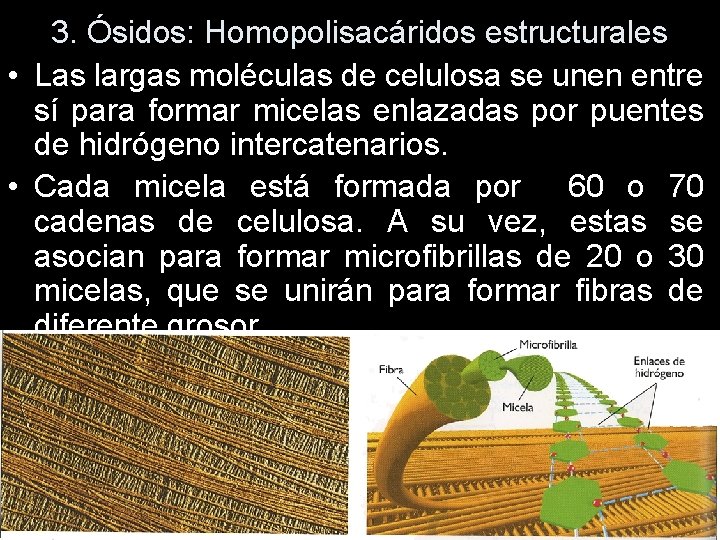 3. Ósidos: Homopolisacáridos estructurales • Las largas moléculas de celulosa se unen entre sí 3. Ósidos: Homopolisacáridos estructurales • Las largas moléculas de celulosa se unen entre sí