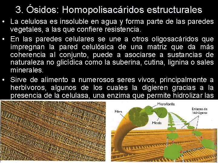 3. Ósidos: Homopolisacáridos estructurales • La celulosa es insoluble en agua y forma parte 3. Ósidos: Homopolisacáridos estructurales • La celulosa es insoluble en agua y forma parte