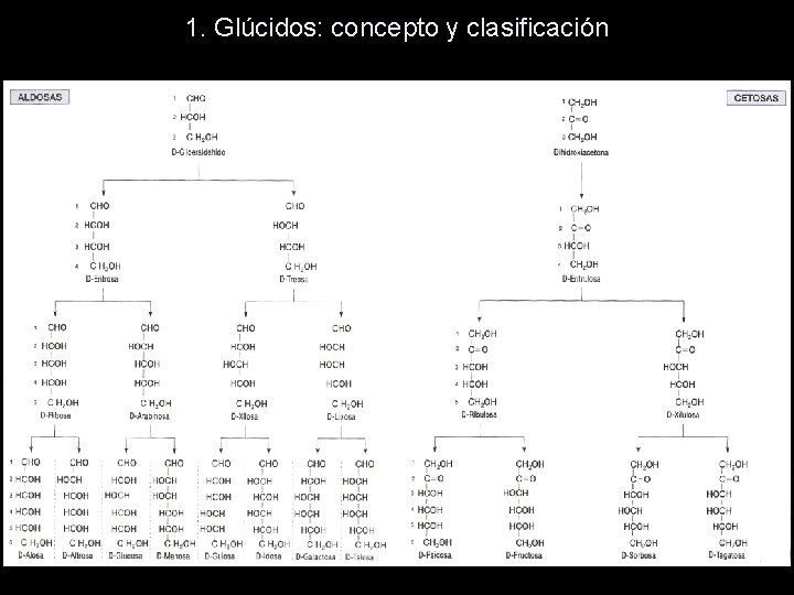 1. Glúcidos: concepto y clasificación 1. Glúcidos: concepto y clasificación