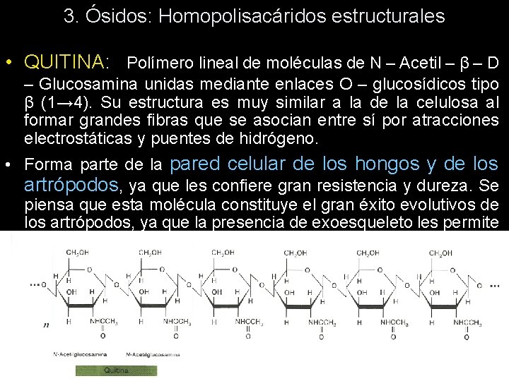 3. Ósidos: Homopolisacáridos estructurales • QUITINA: Polímero lineal de moléculas de N – Acetil 3. Ósidos: Homopolisacáridos estructurales • QUITINA: Polímero lineal de moléculas de N – Acetil