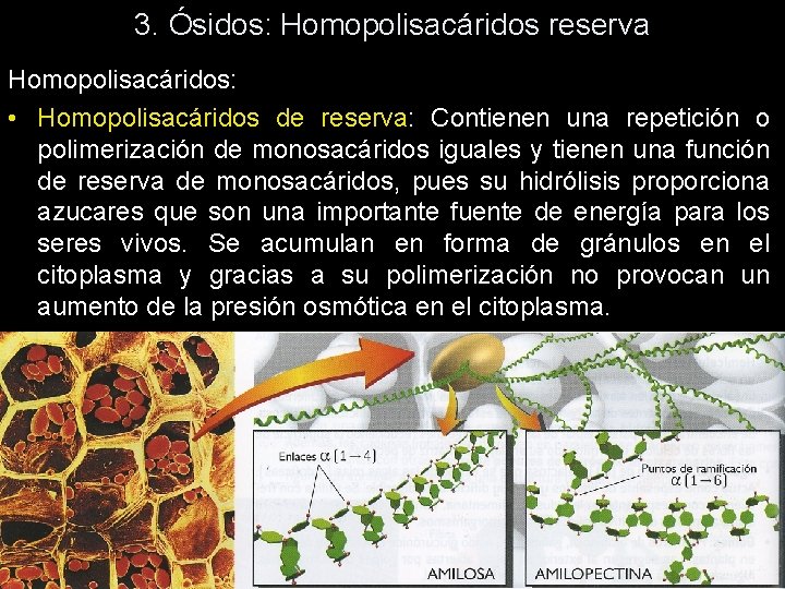 3. Ósidos: Homopolisacáridos reserva Homopolisacáridos: • Homopolisacáridos de reserva: Contienen una repetición o polimerización 3. Ósidos: Homopolisacáridos reserva Homopolisacáridos: • Homopolisacáridos de reserva: Contienen una repetición o polimerización