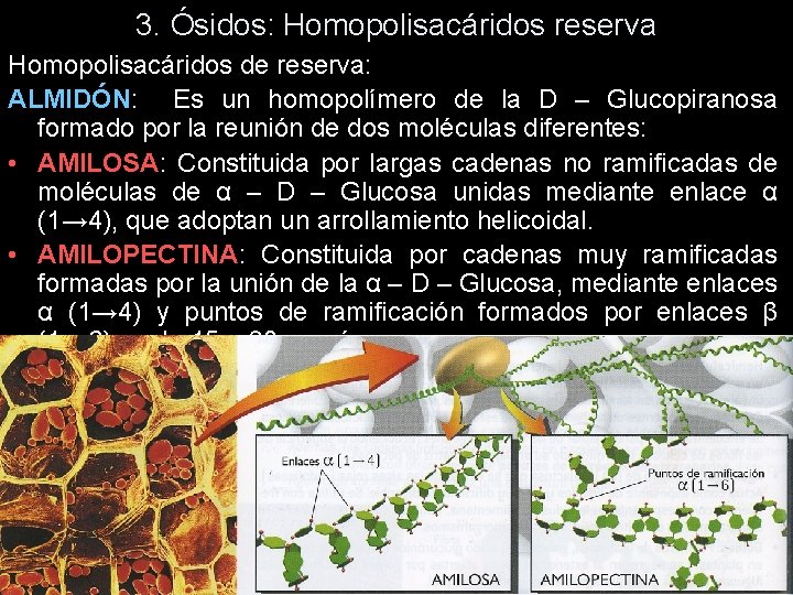 3. Ósidos: Homopolisacáridos reserva Homopolisacáridos de reserva: ALMIDÓN: Es un homopolímero de la D 3. Ósidos: Homopolisacáridos reserva Homopolisacáridos de reserva: ALMIDÓN: Es un homopolímero de la D