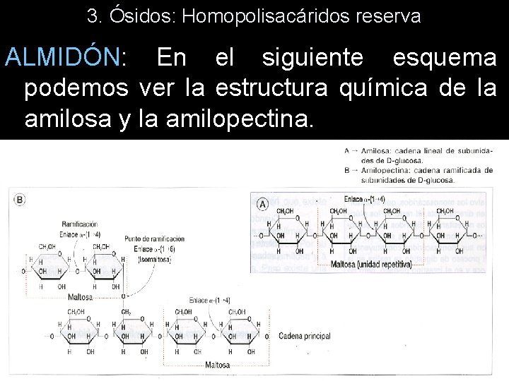3. Ósidos: Homopolisacáridos reserva ALMIDÓN: En el siguiente esquema podemos ver la estructura química 3. Ósidos: Homopolisacáridos reserva ALMIDÓN: En el siguiente esquema podemos ver la estructura química