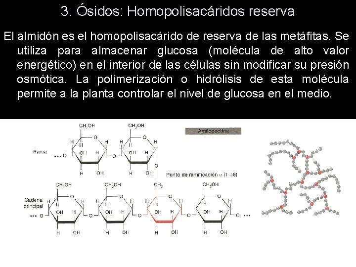 3. Ósidos: Homopolisacáridos reserva El almidón es el homopolisacárido de reserva de las metáfitas. 3. Ósidos: Homopolisacáridos reserva El almidón es el homopolisacárido de reserva de las metáfitas.