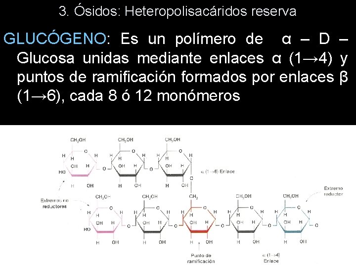 3. Ósidos: Heteropolisacáridos reserva GLUCÓGENO: Es un polímero de α – D – Glucosa 3. Ósidos: Heteropolisacáridos reserva GLUCÓGENO: Es un polímero de α – D – Glucosa