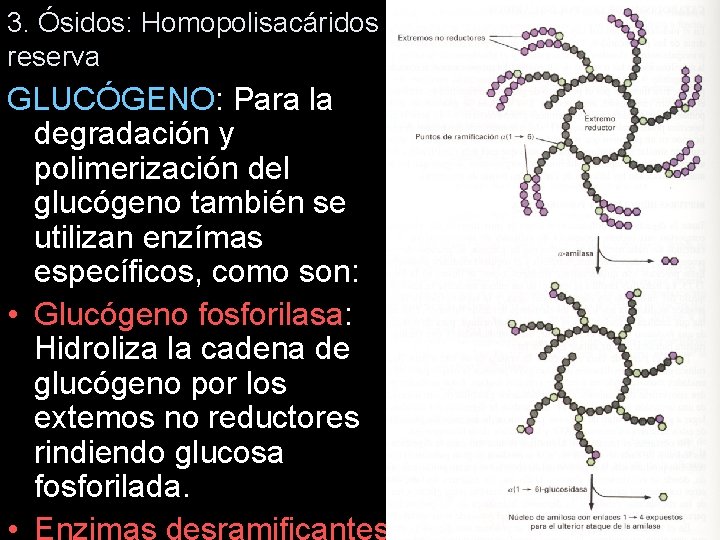 3. Ósidos: Homopolisacáridos reserva GLUCÓGENO: Para la degradación y polimerización del glucógeno también se 3. Ósidos: Homopolisacáridos reserva GLUCÓGENO: Para la degradación y polimerización del glucógeno también se