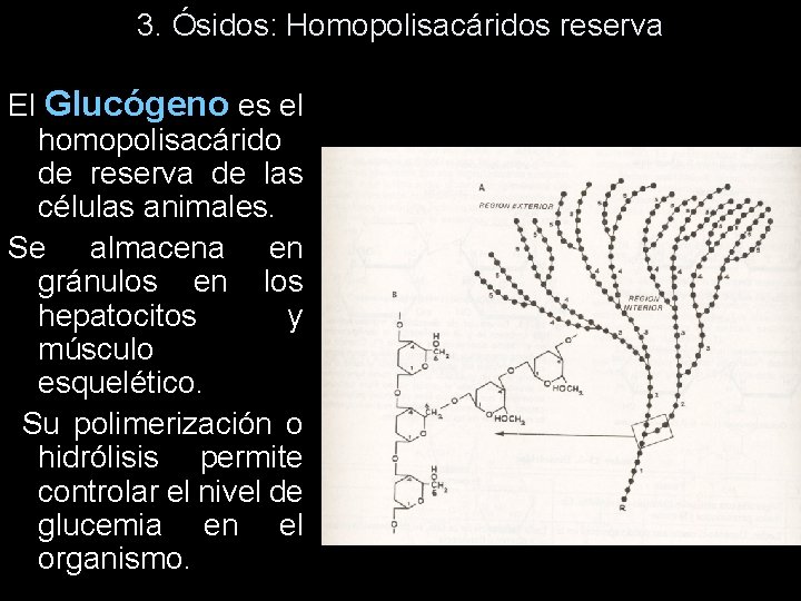 3. Ósidos: Homopolisacáridos reserva El Glucógeno es el homopolisacárido de reserva de las células 3. Ósidos: Homopolisacáridos reserva El Glucógeno es el homopolisacárido de reserva de las células