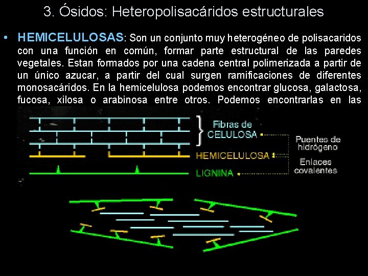 3. Ósidos: Heteropolisacáridos estructurales • HEMICELULOSAS: Son un conjunto muy heterogéneo de polisacaridos con 3. Ósidos: Heteropolisacáridos estructurales • HEMICELULOSAS: Son un conjunto muy heterogéneo de polisacaridos con
