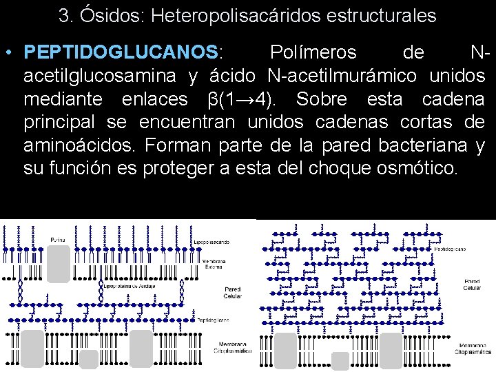 3. Ósidos: Heteropolisacáridos estructurales • PEPTIDOGLUCANOS: Polímeros de Nacetilglucosamina y ácido N-acetilmurámico unidos mediante 3. Ósidos: Heteropolisacáridos estructurales • PEPTIDOGLUCANOS: Polímeros de Nacetilglucosamina y ácido N-acetilmurámico unidos mediante