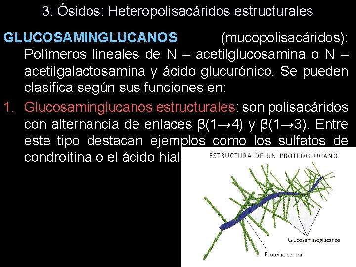 3. Ósidos: Heteropolisacáridos estructurales GLUCOSAMINGLUCANOS (mucopolisacáridos): Polímeros lineales de N – acetilglucosamina o N 3. Ósidos: Heteropolisacáridos estructurales GLUCOSAMINGLUCANOS (mucopolisacáridos): Polímeros lineales de N – acetilglucosamina o N