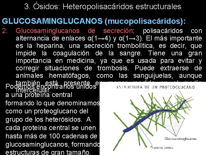 3. Ósidos: Heteropolisacáridos estructurales GLUCOSAMINGLUCANOS (mucopolisacáridos): 2. Glucosaminglucanos de secreción: polisacáridos con alternancia de 3. Ósidos: Heteropolisacáridos estructurales GLUCOSAMINGLUCANOS (mucopolisacáridos): 2. Glucosaminglucanos de secreción: polisacáridos con alternancia de
