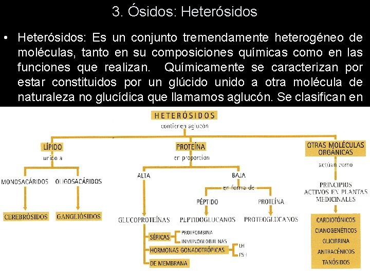 3. Ósidos: Heterósidos • Heterósidos: Es un conjunto tremendamente heterogéneo de moléculas, tanto en 3. Ósidos: Heterósidos • Heterósidos: Es un conjunto tremendamente heterogéneo de moléculas, tanto en