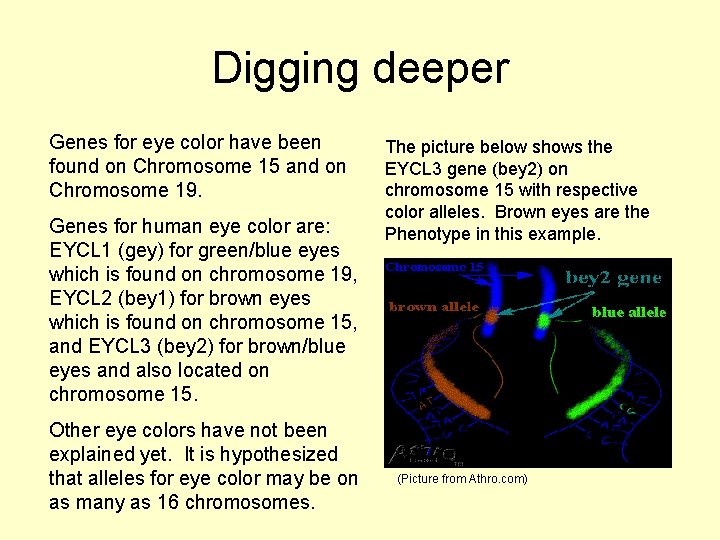 Digging deeper Genes for eye color have been found on Chromosome 15 and on