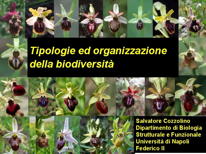 Tipologie ed organizzazione della biodiversità Salvatore Cozzolino Dipartimento di Biologia Strutturale e Funzionale Università