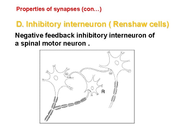 Properties of synapses (con…) D. Inhibitory interneuron ( Renshaw cells) Negative feedback inhibitory interneuron