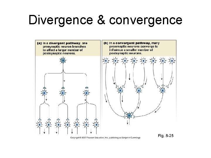 Divergence & convergence 