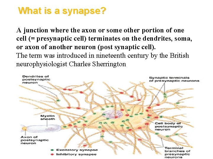 What is a synapse? A junction where the axon or some other portion of