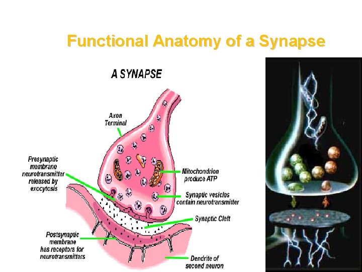 Functional Anatomy of a Synapse 