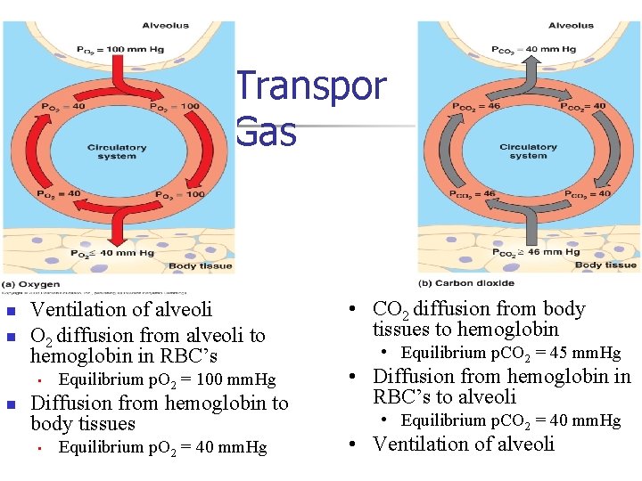 Transpor Gas n n Ventilation of alveoli O 2 diffusion from alveoli to hemoglobin