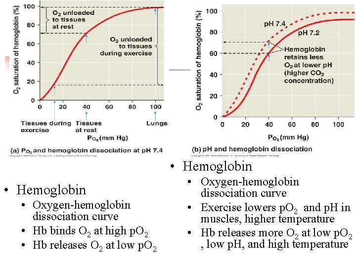  • Hemoglobin • Oxygen-hemoglobin dissociation curve • Hb binds O 2 at high