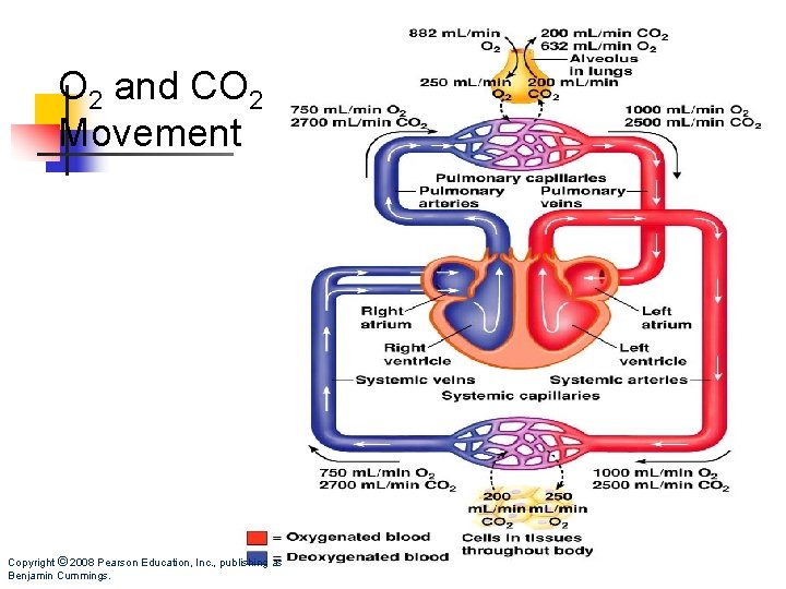 O 2 and CO 2 Movement Copyright © 2008 Pearson Education, Inc. , publishing