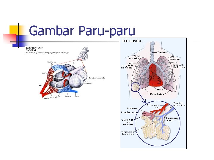 Gambar Paru-paru 