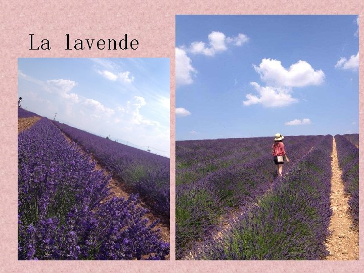 La lavende 