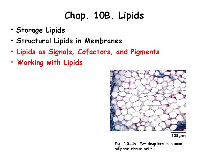 Chap. 10 B. Lipids • Storage Lipids • Structural Lipids in Membranes • Lipids