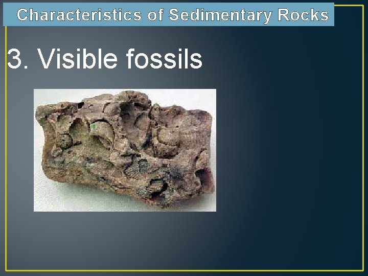 Characteristics of Sedimentary Rocks 3. Visible fossils 