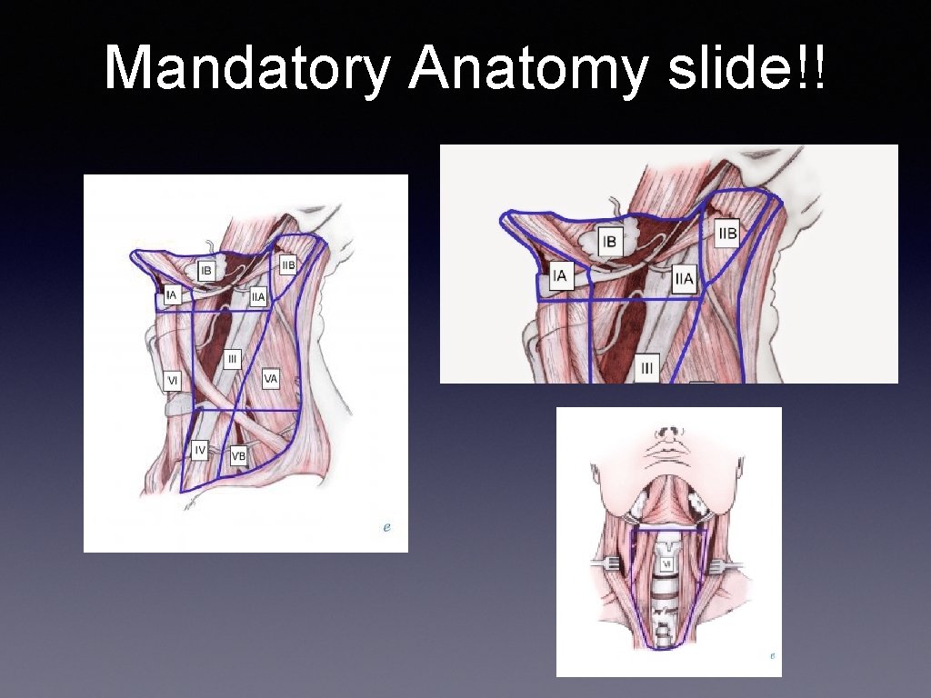 Mandatory Anatomy slide!! 