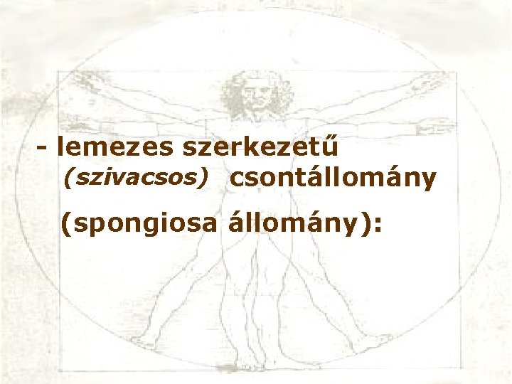 - lemezes szerkezetű (szivacsos) csontállomány (spongiosa állomány): 