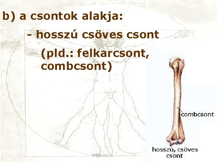 b) a csontok alakja: - hosszú csöves csont (pld. : felkarcsont, combcsont) 