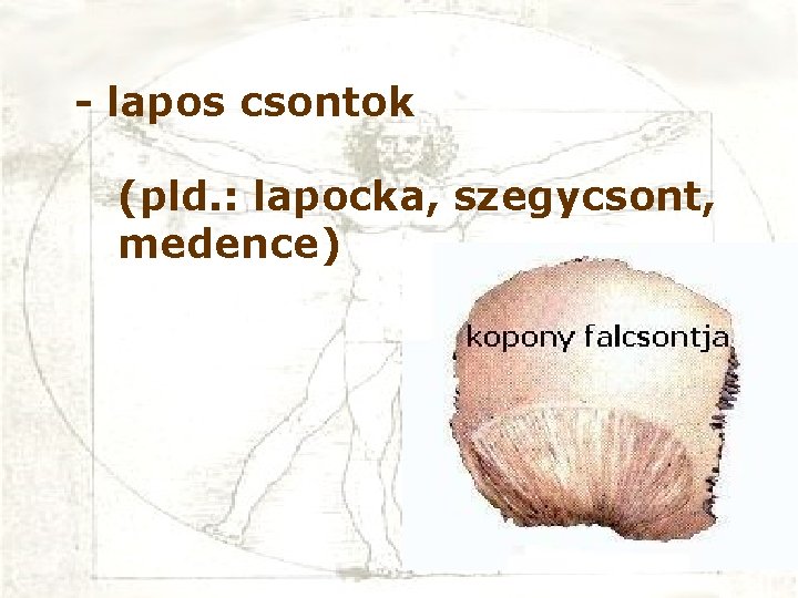 - lapos csontok (pld. : lapocka, szegycsont, medence) 