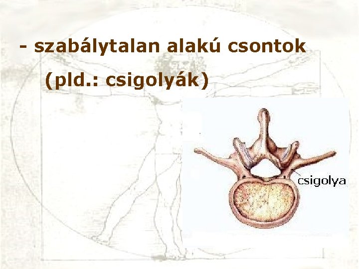- szabálytalan alakú csontok (pld. : csigolyák) 