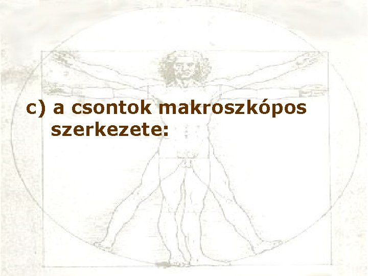 c) a csontok makroszkópos szerkezete: 