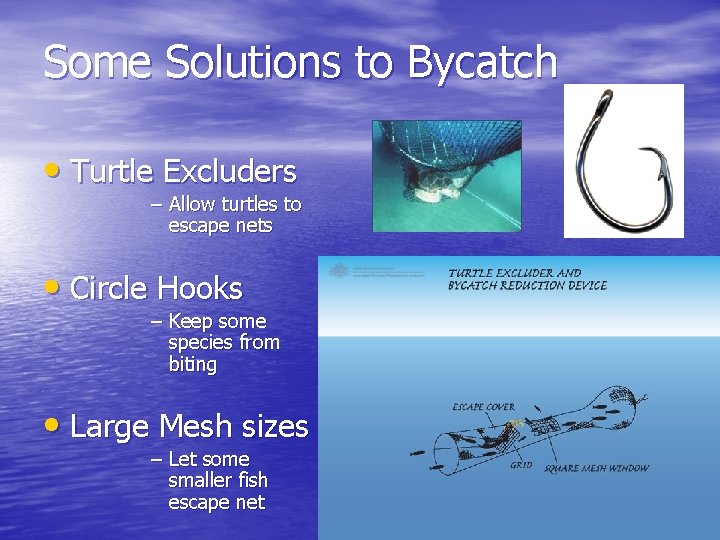 Some Solutions to Bycatch • Turtle Excluders – Allow turtles to escape nets • Some Solutions to Bycatch • Turtle Excluders – Allow turtles to escape nets •