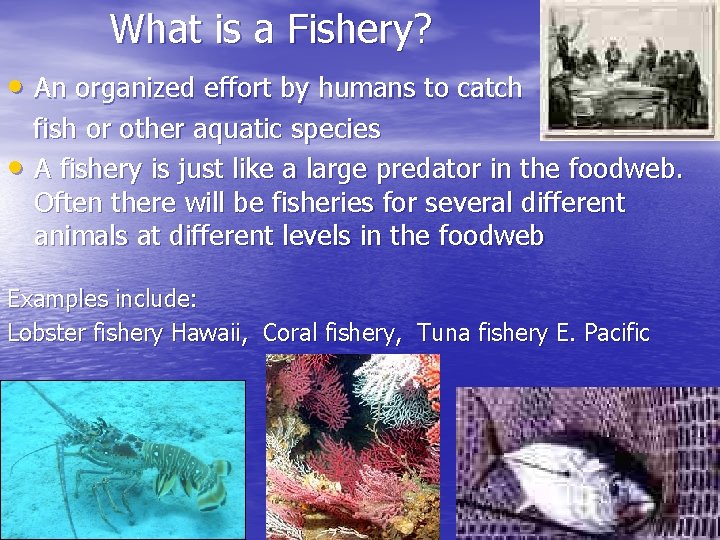 What is a Fishery? • An organized effort by humans to catch • fish