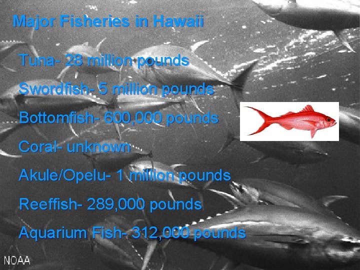 Major Fisheries in Hawaii Tuna- 28 million pounds Swordfish- 5 million pounds Bottomfish- 600,