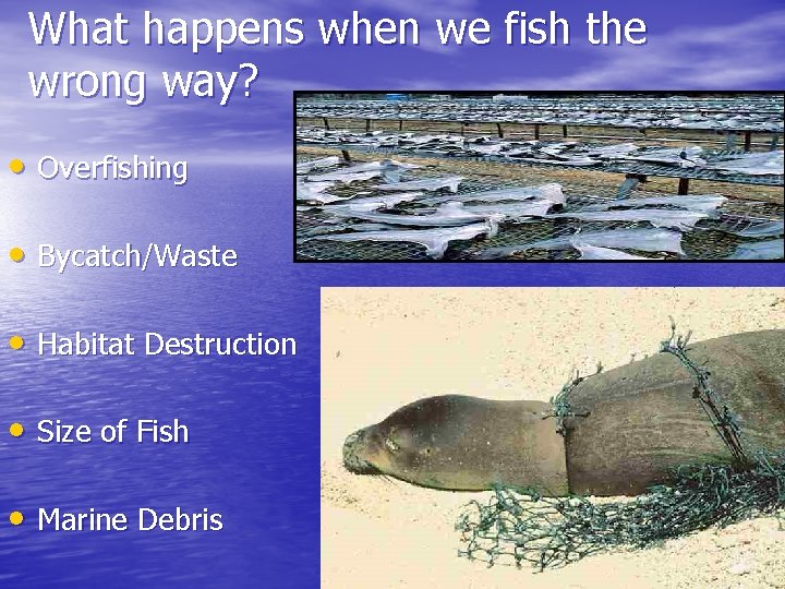 What happens when we fish the wrong way? • Overfishing • Bycatch/Waste • Habitat