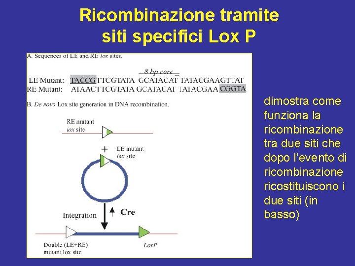 Ricombinazione tramite siti specifici Lox P dimostra come funziona la ricombinazione tra due siti