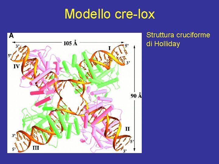 Modello cre-lox Struttura cruciforme di Holliday 